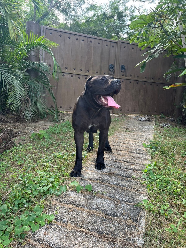 Black Boerboel at gate