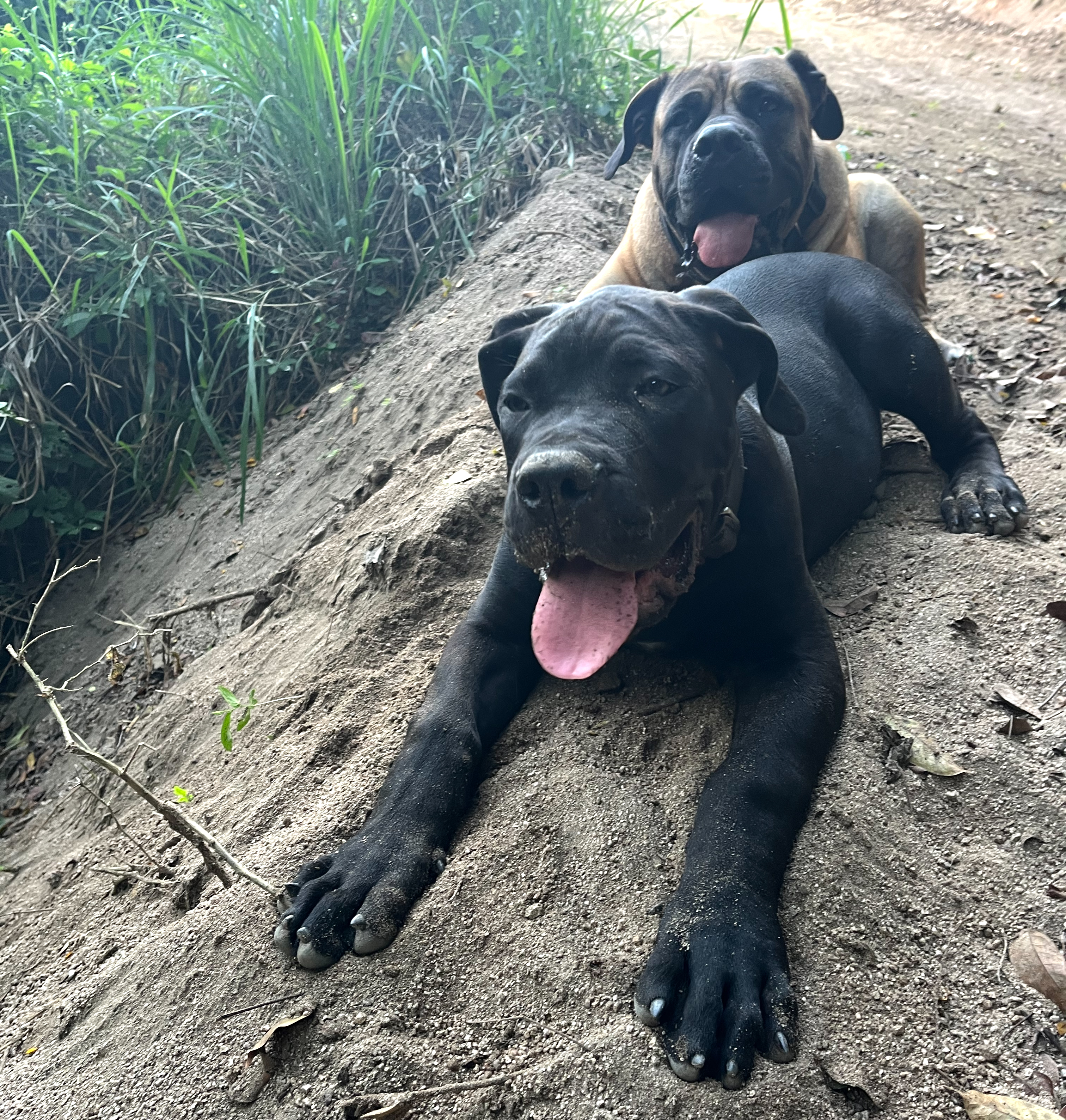 Boerboel puppies