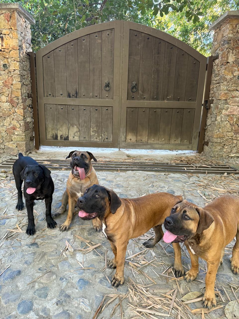 Boerboels at the farm gate in Sayulita