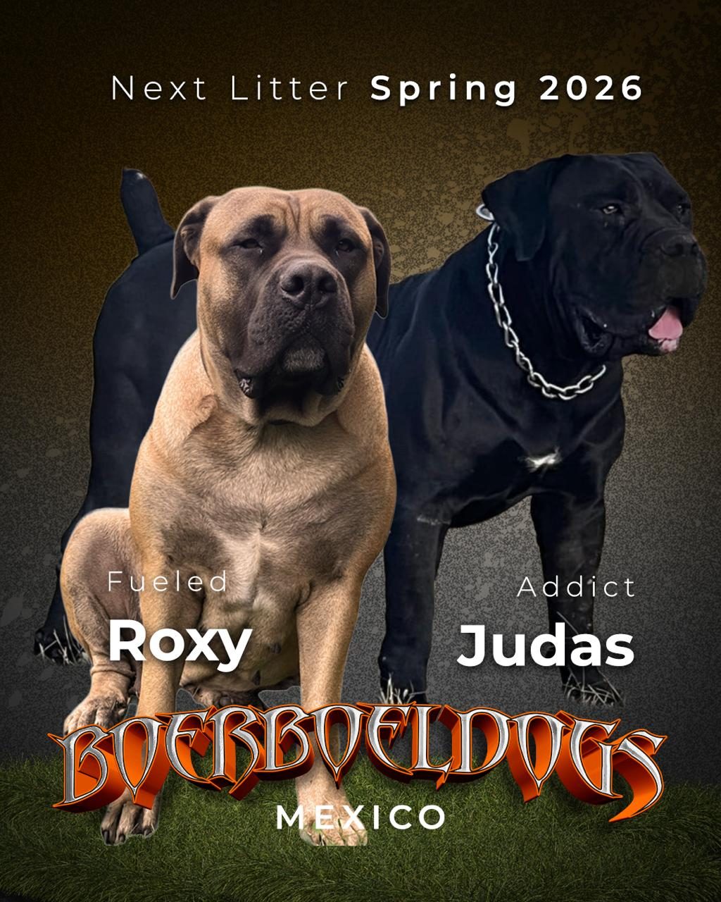 March 2026 litter