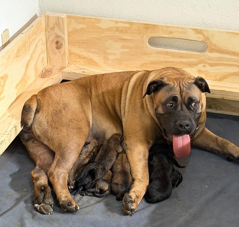 Roxy with the March 2026 litter
